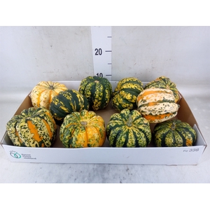 Cucurbita