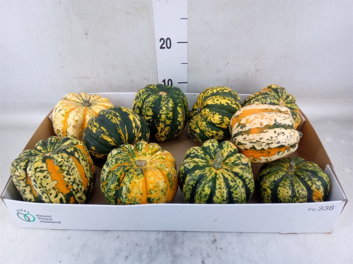 <h4>Cucurbita</h4>