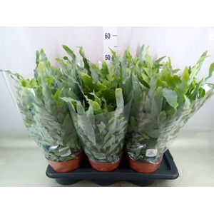 Phlebodium aureum 'Blue Star'