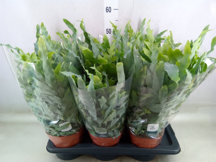 <h4>Phlebodium aureum 'Blue Star'</h4>