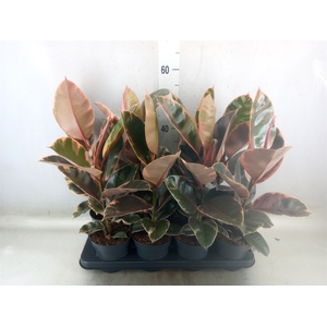 Ficus elastica 'Belize'