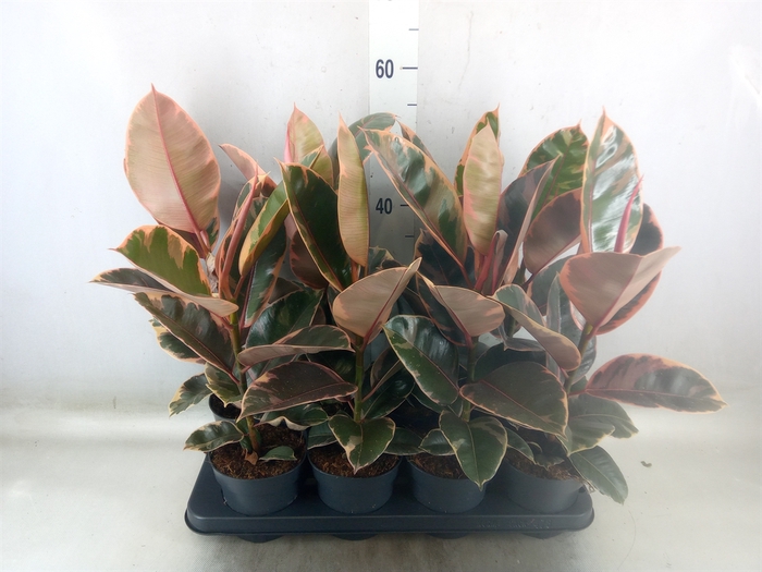<h4>Ficus elastica 'Belize'</h4>