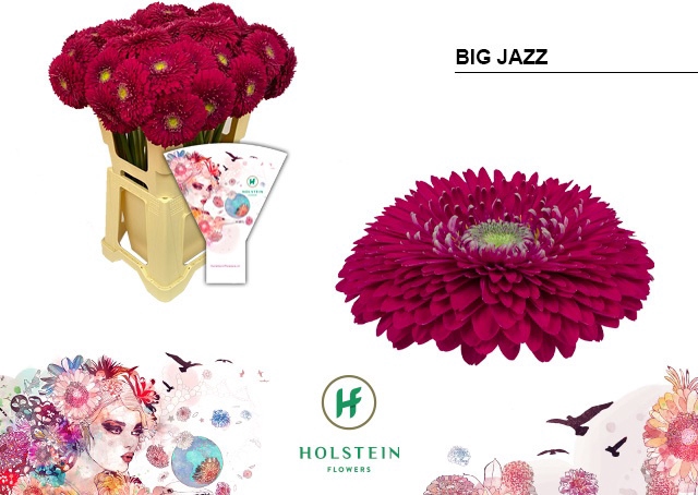 GE GB GERPONI BIG JAZZ Emmer Hoes x40