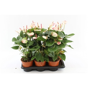 Anthurium Amalia Elegance without sleeve