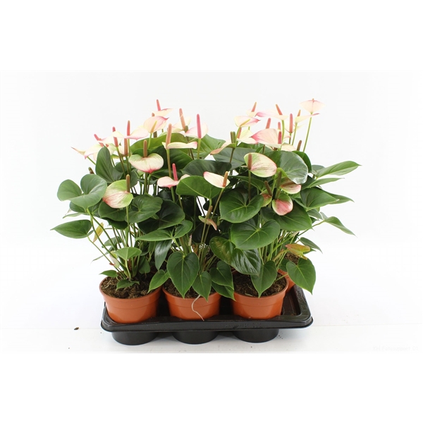 <h4>Anthurium Amalia Elegance without sleeve</h4>