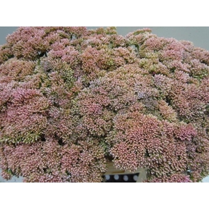 Sedum Rose