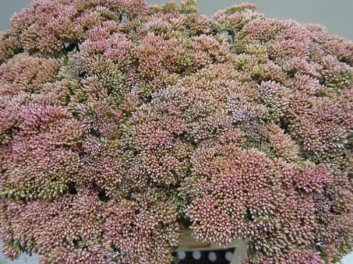 <h4>Sedum Rose</h4>