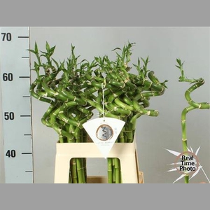 Drac Lucky Bamboo
