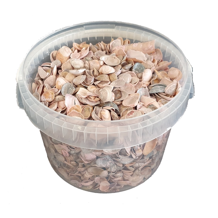 <h4>Shells north sea 3 ltr Frosted Pink</h4>