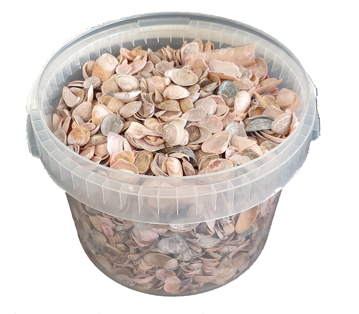 Shells north sea 3 ltr Frosted Pink