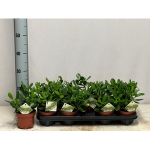 CRASS OVATA