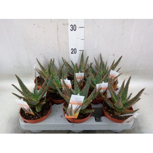Aloe   ...
