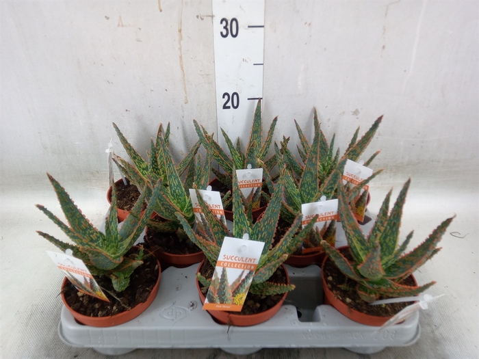 <h4>Aloe   ...</h4>
