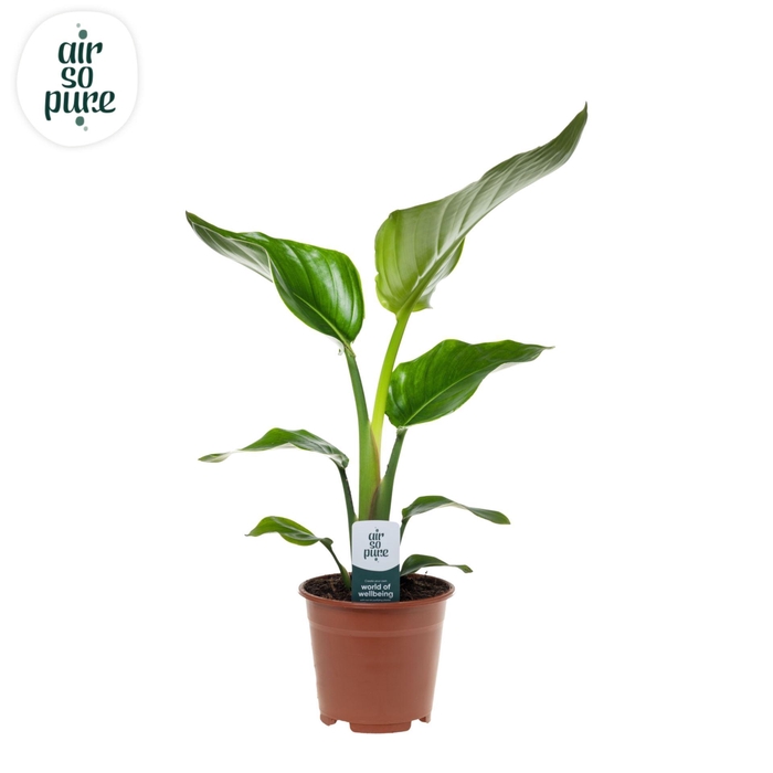 <h4>Strelitzia nicolai</h4>