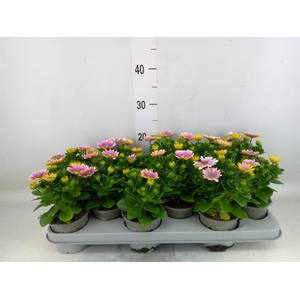 Osteospermum  'Senorita Rosita'