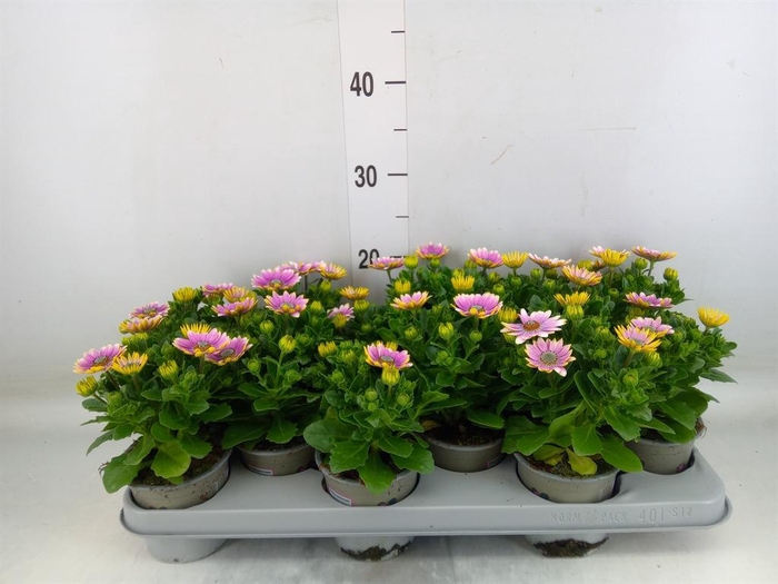 <h4>Osteospermum  'Senorita Rosita'</h4>