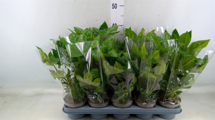 <h4>Fatsia japonica   ...</h4>