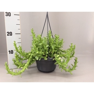 Euphorbia Ellen Beckii