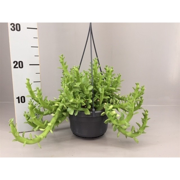 <h4>Euphorbia Ellen Beckii</h4>