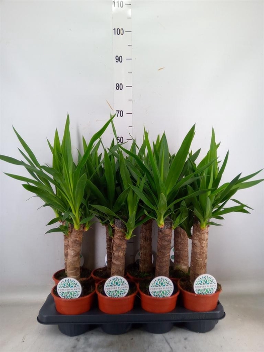 <h4>Yucca   ...</h4>