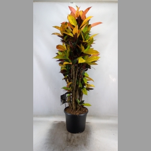 Codiaeum var. KL 'Mrs Iceton'