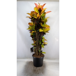 Codiaeum var. KL 'Mrs Iceton'