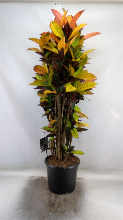 <h4>Codiaeum var. KL 'Mrs Iceton'</h4>