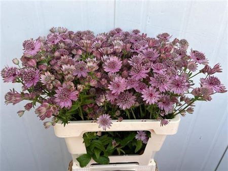 <h4>Astr Pink Sensation</h4>