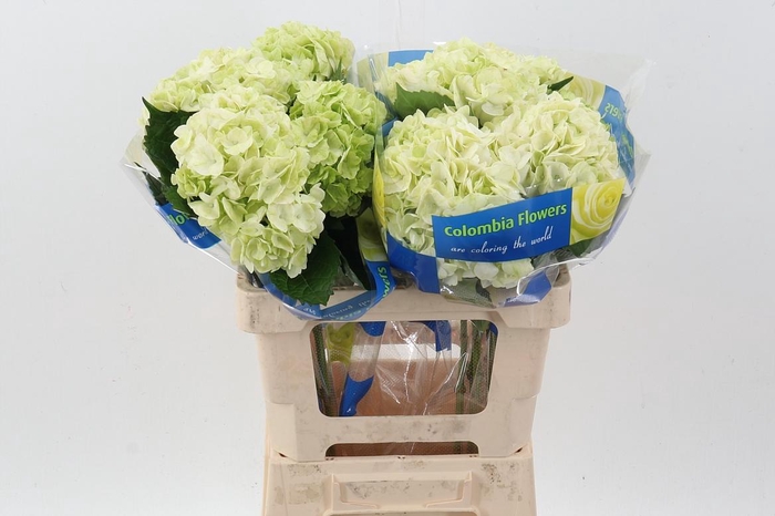 <h4>Hydr Lemon Green</h4>