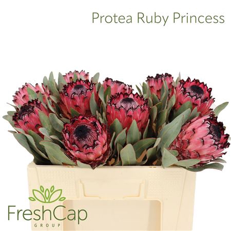 Protea Ruby Princess