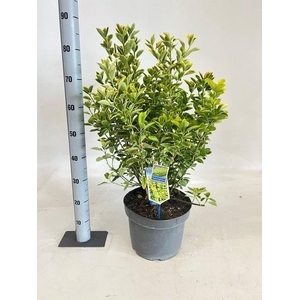EUONYMUS JA AUREOMAR