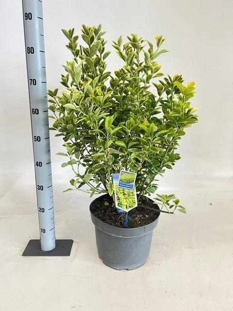 <h4>EUONYMUS JA AUREOMAR</h4>