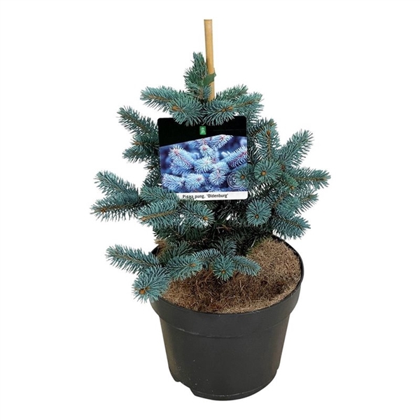 <h4>Picea pung. 'Oldenburg'</h4>