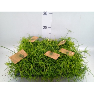 Rhipsalis baccifera 'Oasis'
