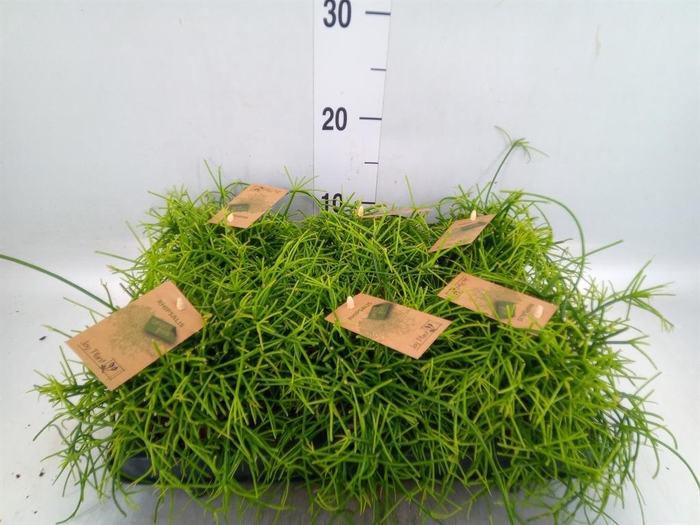 <h4>Rhipsalis baccifera 'Oasis'</h4>