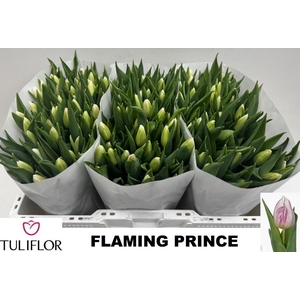 Tu En Flaming Prince