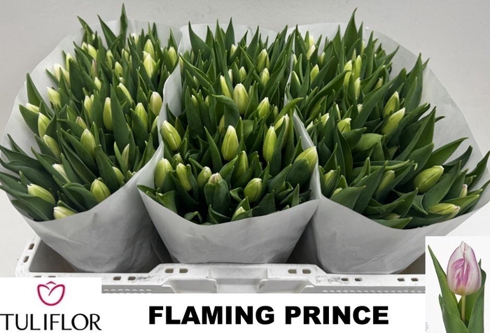 <h4>Tu En Flaming Prince</h4>