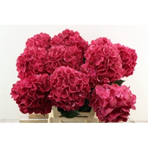 Hydr M Rubyred 60-18