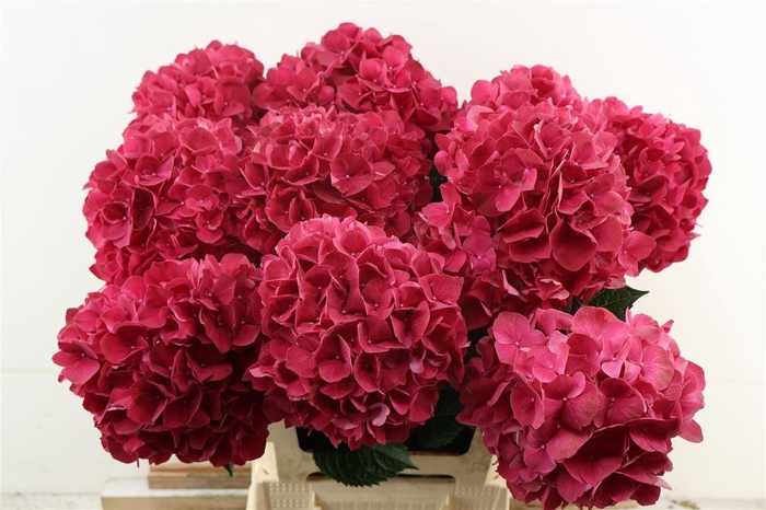<h4>Hydr M Rubyred 60-18</h4>