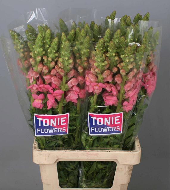 <h4>Antir Ho Dou Pink</h4>