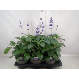 Salvia   ...