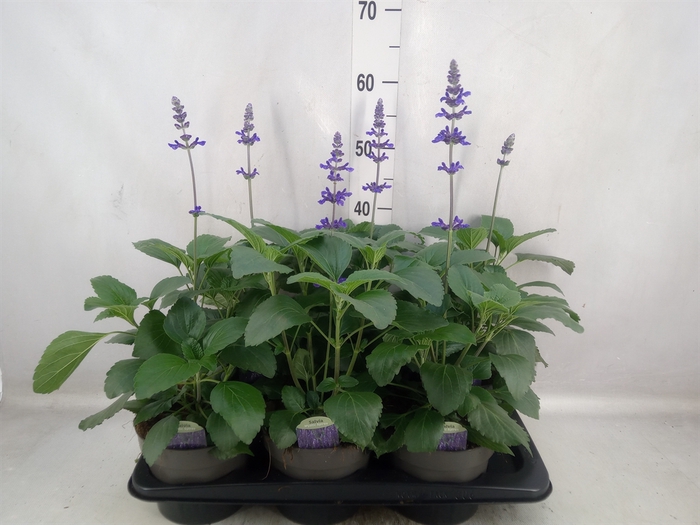 <h4>Salvia   ...</h4>