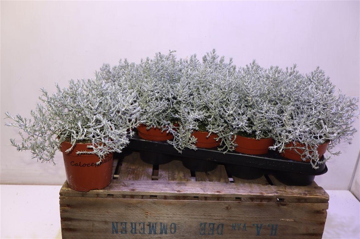 <h4>Leucoph Brownii</h4>