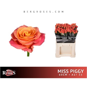 R Gr Miss Piggy+