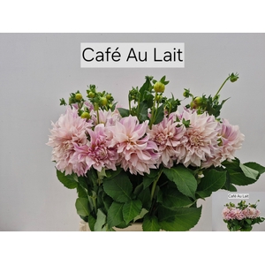 DAHL CAFE AU LAIT