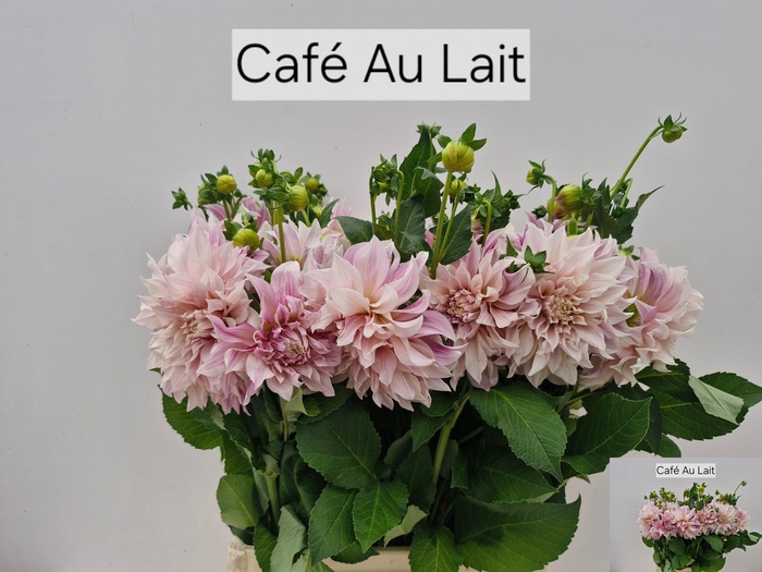 <h4>DAHL CAFE AU LAIT</h4>