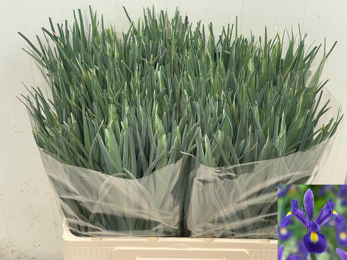 <h4>IRIS BLUE MAGIC</h4>