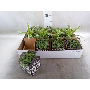 Planten  ..in schaal L%