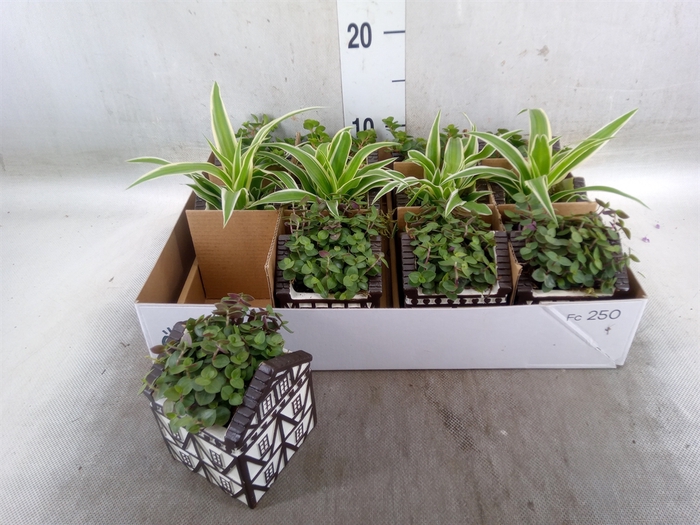 <h4>Planten  ..in schaal L%</h4>