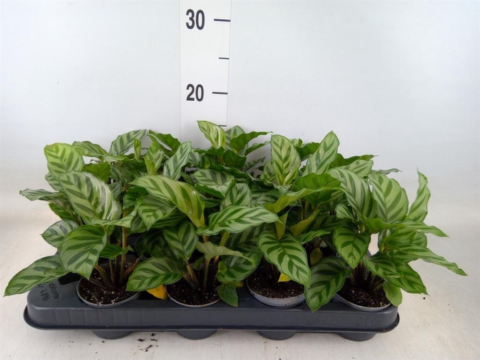 <h4>Calathea  'Freddie'</h4>